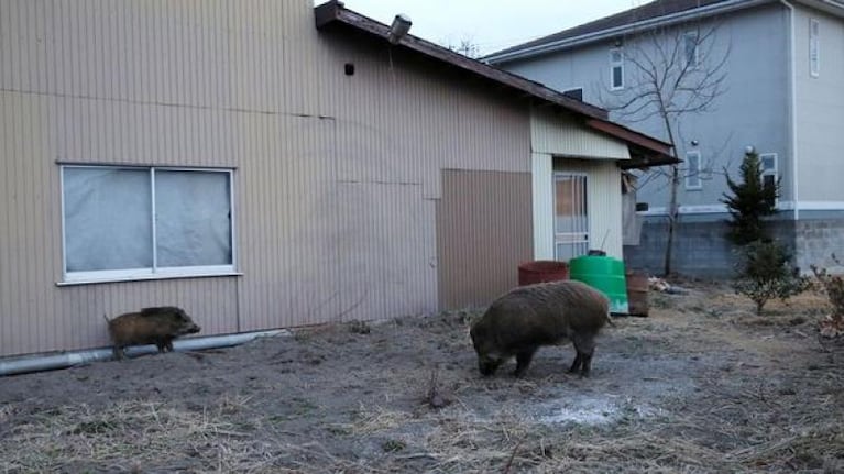 Jabalíes radiactivos de Fukushima invaden la ciudad