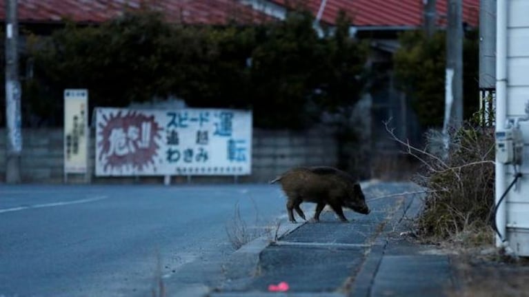 Jabalíes radiactivos de Fukushima invaden la ciudad