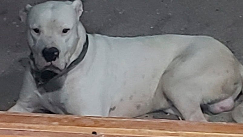 Jack, el dogo héroe en Villa María. 