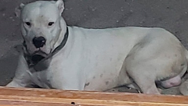 Jack, el dogo héroe en Villa María.