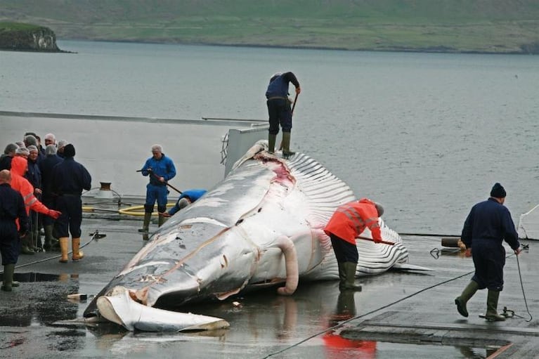 Japón reiniciará la caza de ballenas en la Antártida