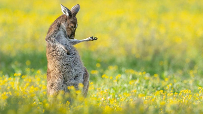 Jason Moore tomó esta imagen en los suburbios de Perth, en Australia.