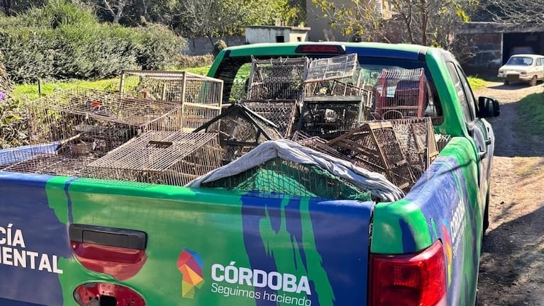 Jaulas y casi un centenar de aves en cautiverio en Córdoba.