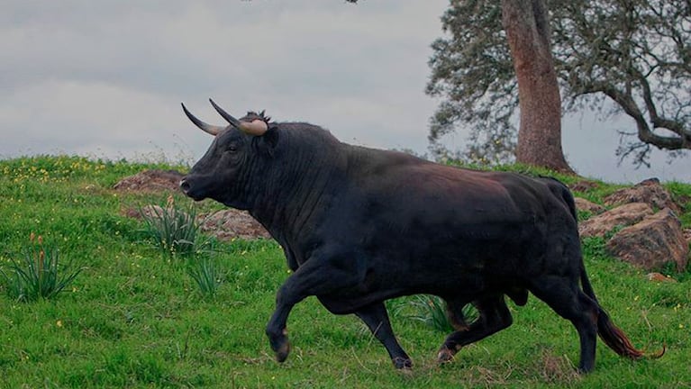 Javier Gallo está acusado de haber provocado el ataque del toro contra Osvaldo Miranda. / Foto ilustrativa