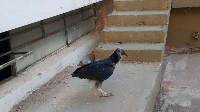 Jote de cabeza negra en el Pío X.