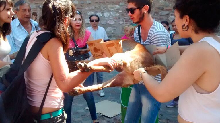 Jóvenes intentaron reanimar al perro herido.