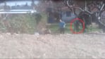 Julio Alba colgó a su perro de un árbol y lo torturó varios minutos. / Foto: Captura de video