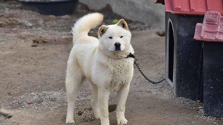 Kim Jong-un prohíbe tener perros como mascota en Corea del Norte