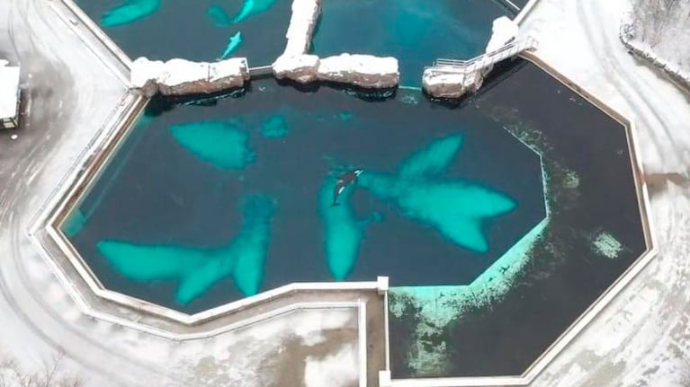 Kiska, la orca que vivía en una pileta de un acuario de Canadá.