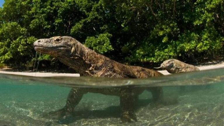 Komodo, la isla donde hay dragones de verdad