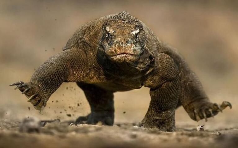 Komodo, la isla donde hay dragones de verdad