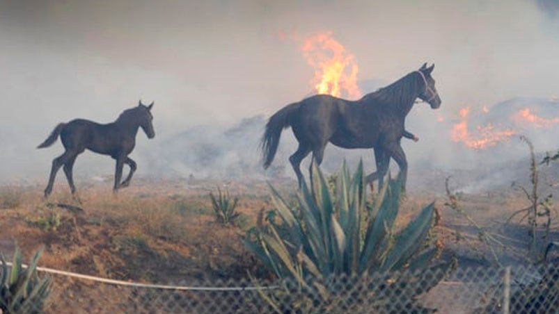 La actitud del caballo fue grabada por las cámaras.