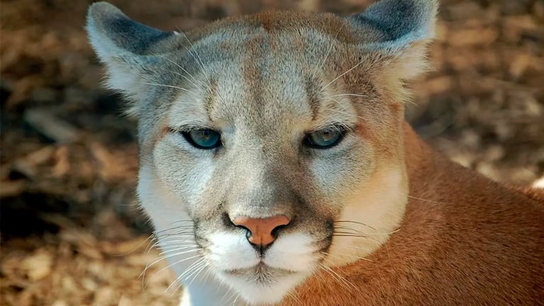 La advertencia de un supuesto puma suelto en Córdoba generó alarma este sábado.