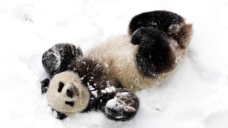La alegría de un oso panda con la nieve. 