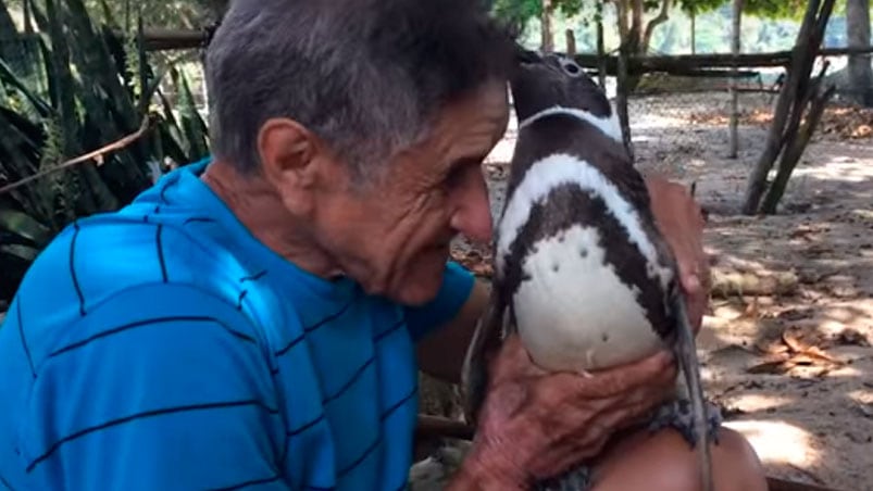 La amistad más tierna. Dindim y Joao se encuentran todos los años. 