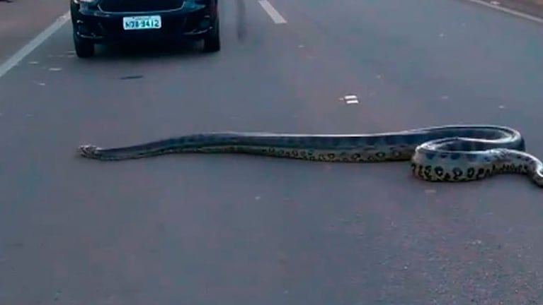 La anaconda cruzó por una autopista en Porto Velho.