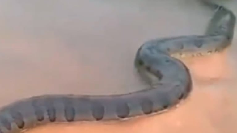 La anaconda verde pasó por un río.
