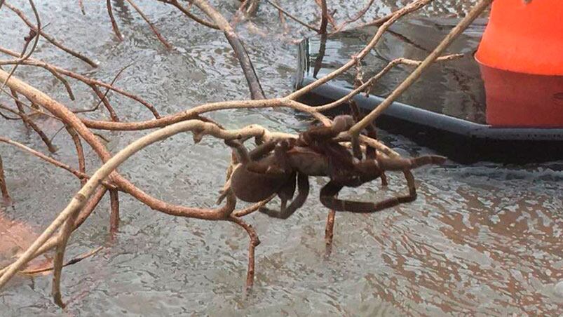 La araña Australia rompe los récords de tamaño.