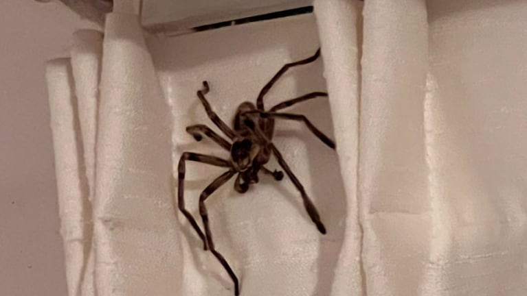 La araña gigante estaba caminando por la cortina. 