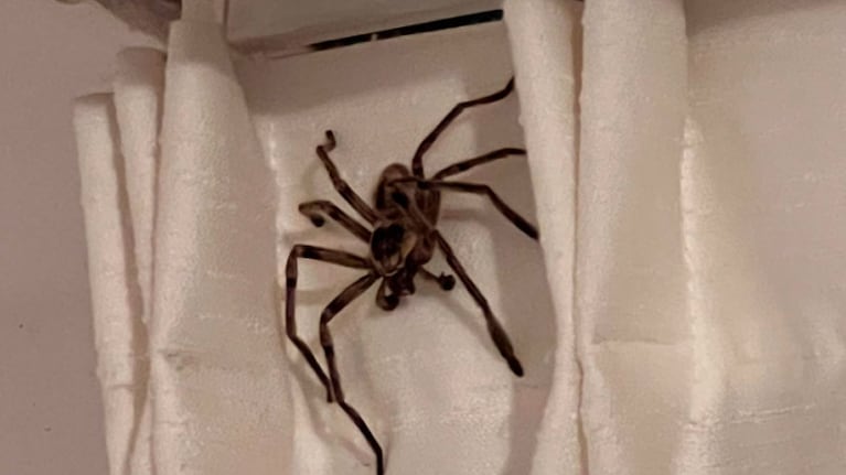 La araña gigante estaba caminando por la cortina.