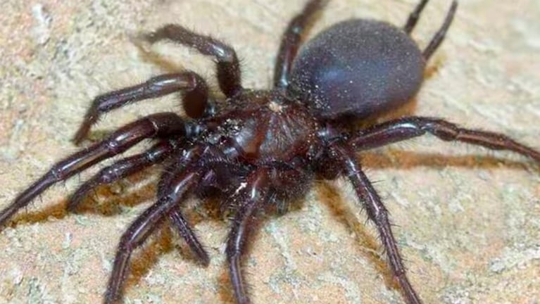 La araña toro es considerada la más grande de Europa.