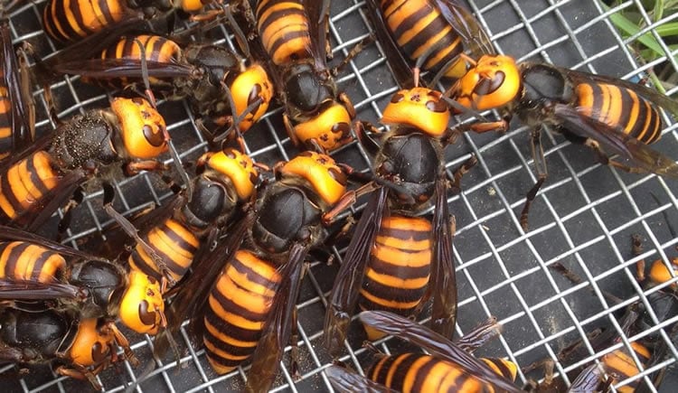 La avispa gigante asiática es considerada la más grande del mundo.