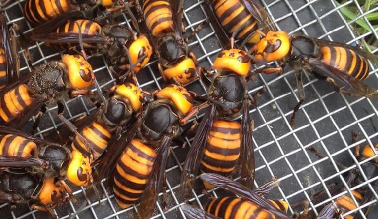 La avispa gigante asiática es considerada la más grande del mundo.