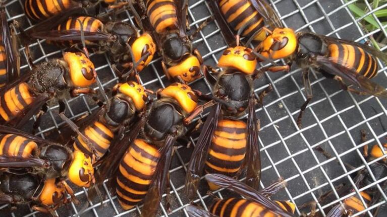 La avispa gigante asiática es considerada la más grande del mundo.