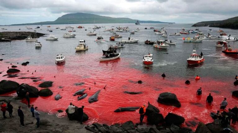 La bahía bañada de sangre.