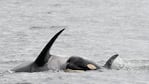 La ballena arrastró a su cría muerta en señal de duelo y para proteger su cuerpo.