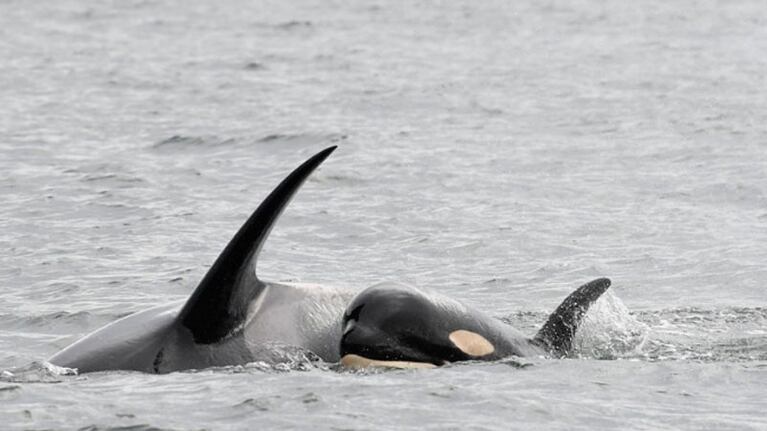 La ballena arrastró a su cría muerta en señal de duelo y para proteger su cuerpo.