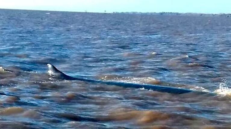 La ballena atrapada tiene 12 metros de largo.
