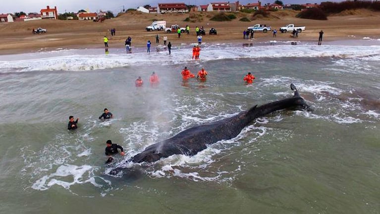 La ballena jorobada lucha por su vida.