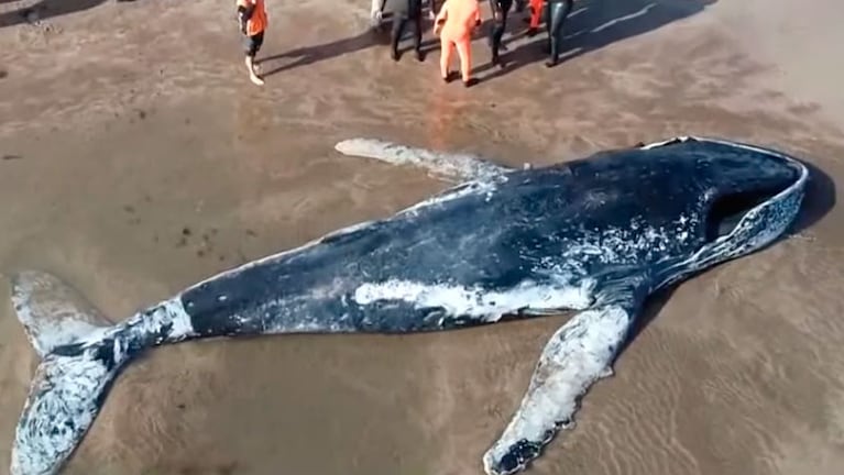 La ballena movió la cola antes de morir.
