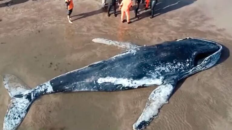 La ballena movió la cola antes de morir.