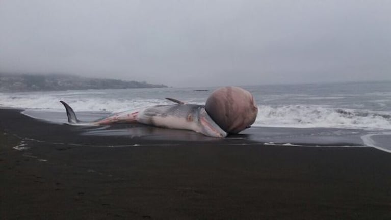 La ballena sorprendió en la costa chilena.