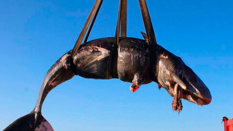 La ballena tenía llevaba un feto ya descompuesto. Foto: AP.