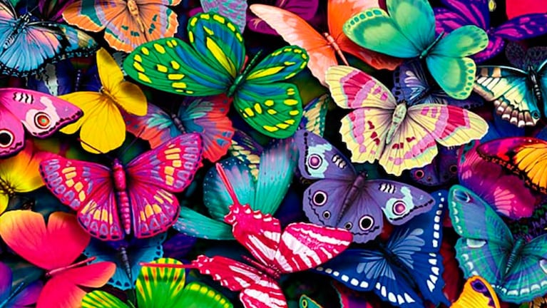 La belleza de las mariposas no es su única cualidad.