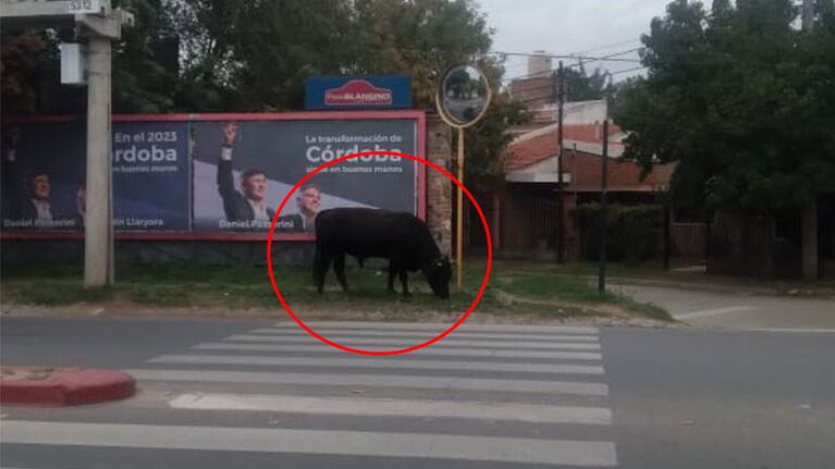La bestia estaba pastando en la Martinolli al 8.900. Foto: gentileza de Fernando Barrionuevo.