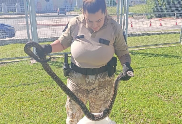 La boa lampalagua sorprendió a todos en la zona norte de Córdoba.