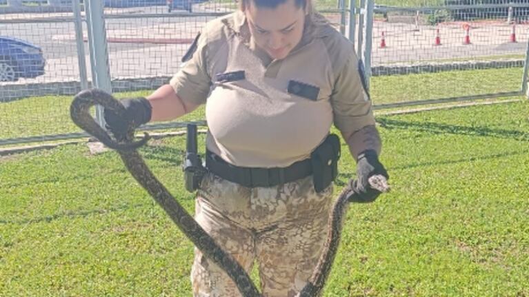 La boa lampalagua sorprendió a todos en la zona norte de Córdoba.