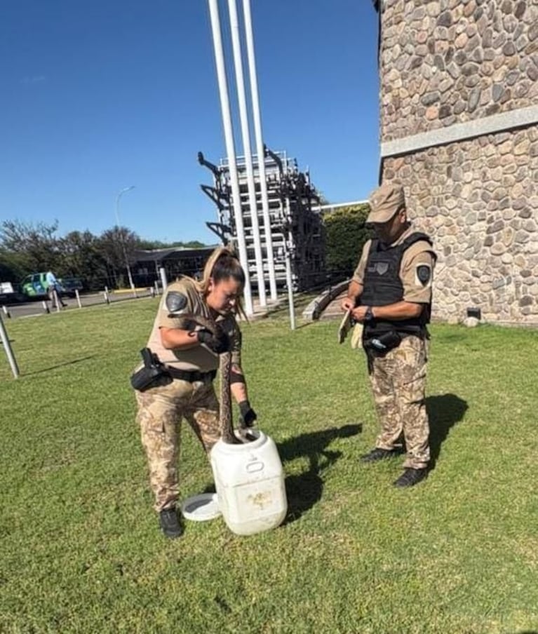La boa lampalagua sorprendió a todos en la zona norte de Córdoba.