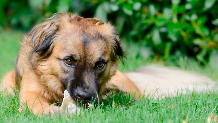 La caca de perro se puede transformar en abono.