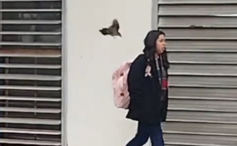 La calandria volvió a hacer de las suyas en plena Ciudad Universitaria.