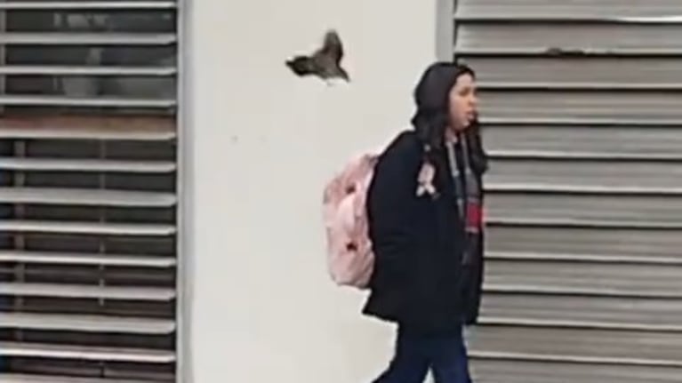 La calandria volvió a hacer de las suyas en plena Ciudad Universitaria.