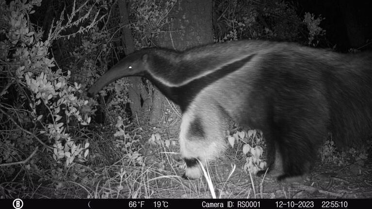 La cámara trampa captó a un oso hormiguero en Ansenuza.