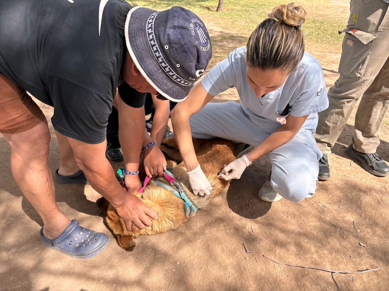 La campaña de la Municipalidad en el mes de febrero. 