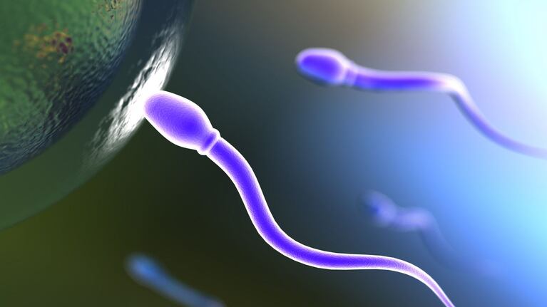 La cantidad de espermatozoides está en franco descenso.