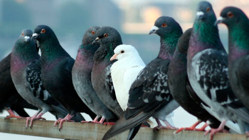 La capacidad del cerebro de las palomas es asombroso.