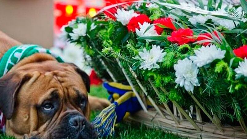 La cara de tristeza del perro recorrió el mundo. 